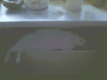   (08-11-08_1108.jpg, 70069 )